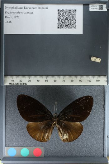 Media type: image;   Entomology 160934